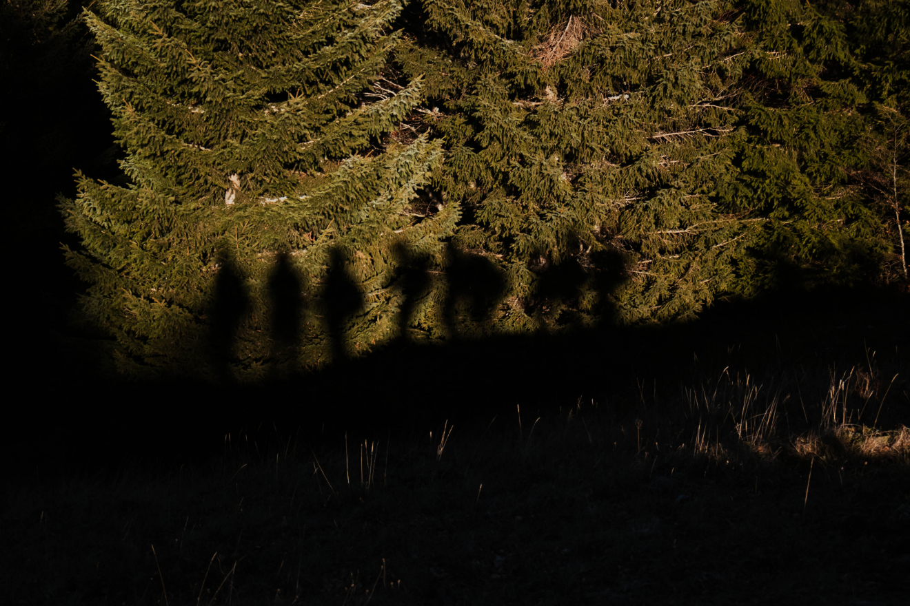Shadows of hikers cast across a sunlit mountain forest